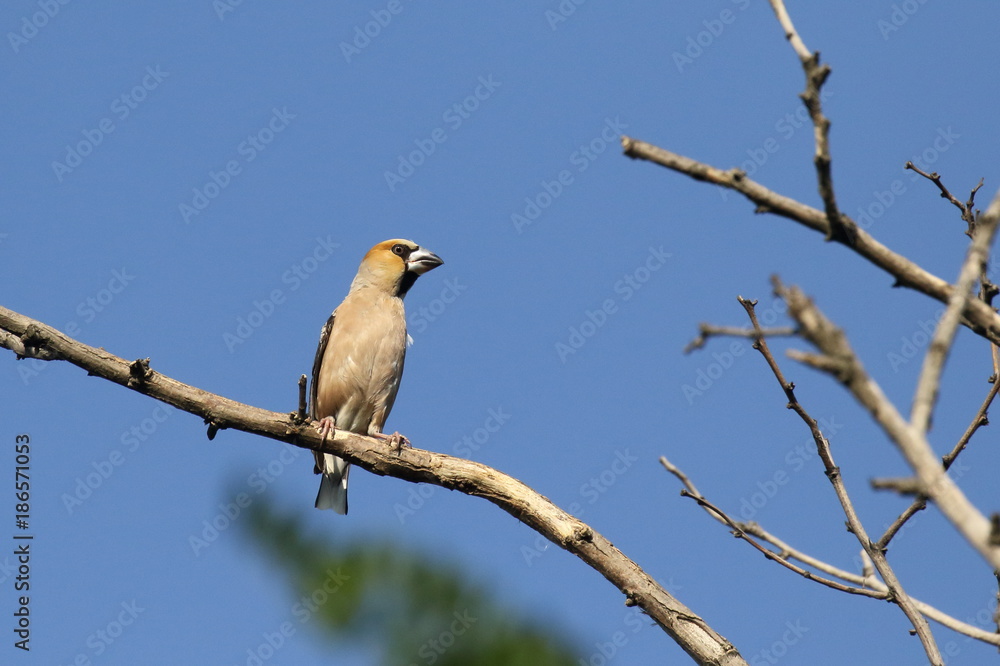The hawfinch (Coccothraustes coccothraustes) is a passerine bird in the finch family Fringillidae. ukraine. Its head is orange-brown with a black eyestripe and bib. The upper parts are dark brown and The hawfinch (Coccothraustes coccothraustes) is a passerine bird in the finch family Fringillidae. ukraine. Its head is orange-brown with a black eyestripe and bib. The upper parts are dark brown and