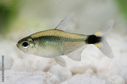 Kitty tetra Hyphessobrycon heliacus tropical aquarium fish 