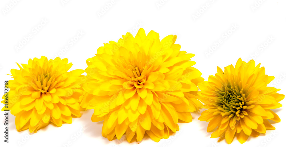 Chrysanthemum flower on a long stem on a white background is insulated Chrysanthemum flower on a long stem on a white background is insulated