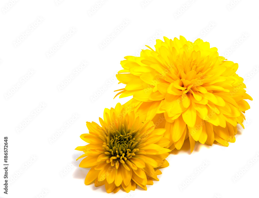 Chrysanthemum flower on a long stem on a white background is insulated Chrysanthemum flower on a long stem on a white background is insulated