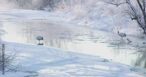北海道の丹頂鶴