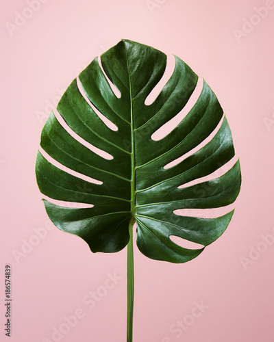 Tropical Foliage Monstera Leaf on Pale Pink Background