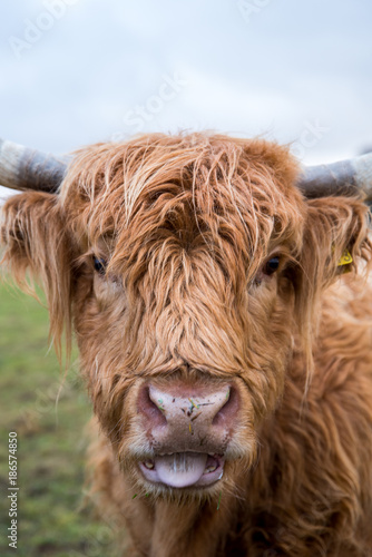 Ginger highland cow.