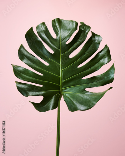 Tropical Foliage Monstera Leaf on Pale Pink Background