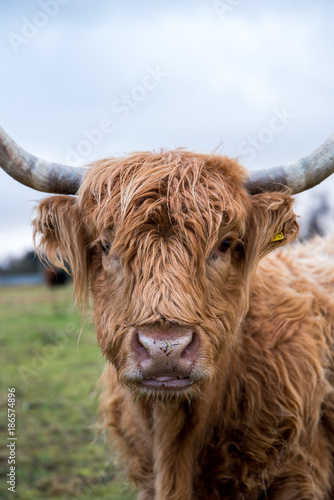 Ginger highland cow.