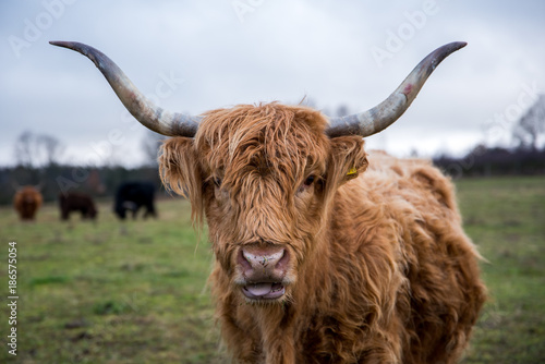 Ginger highland cow.