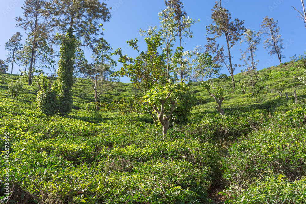 Tea plantation at the hillside near the small town Ella in the Uva province of Sri Lanka. Tea production is on of the main economic sources of the country