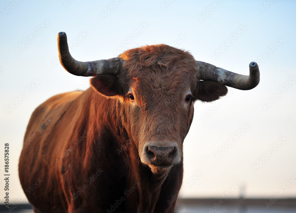 bull in spain bull in spain