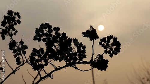 sunset, the dry branch in the wind. backlight