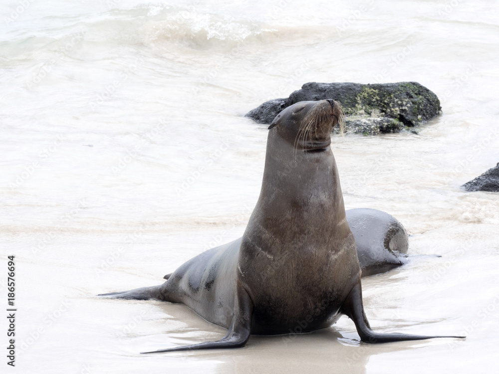 Fototapeta premium Male Sea Lion, Zalophus californianus wollebaeki, watch his harem, San Cristobal, Galapagos, Ecuador