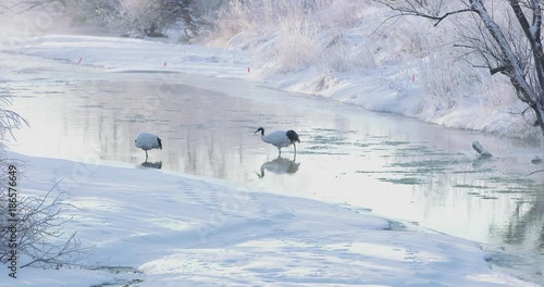 北海道の丹頂鶴 photo