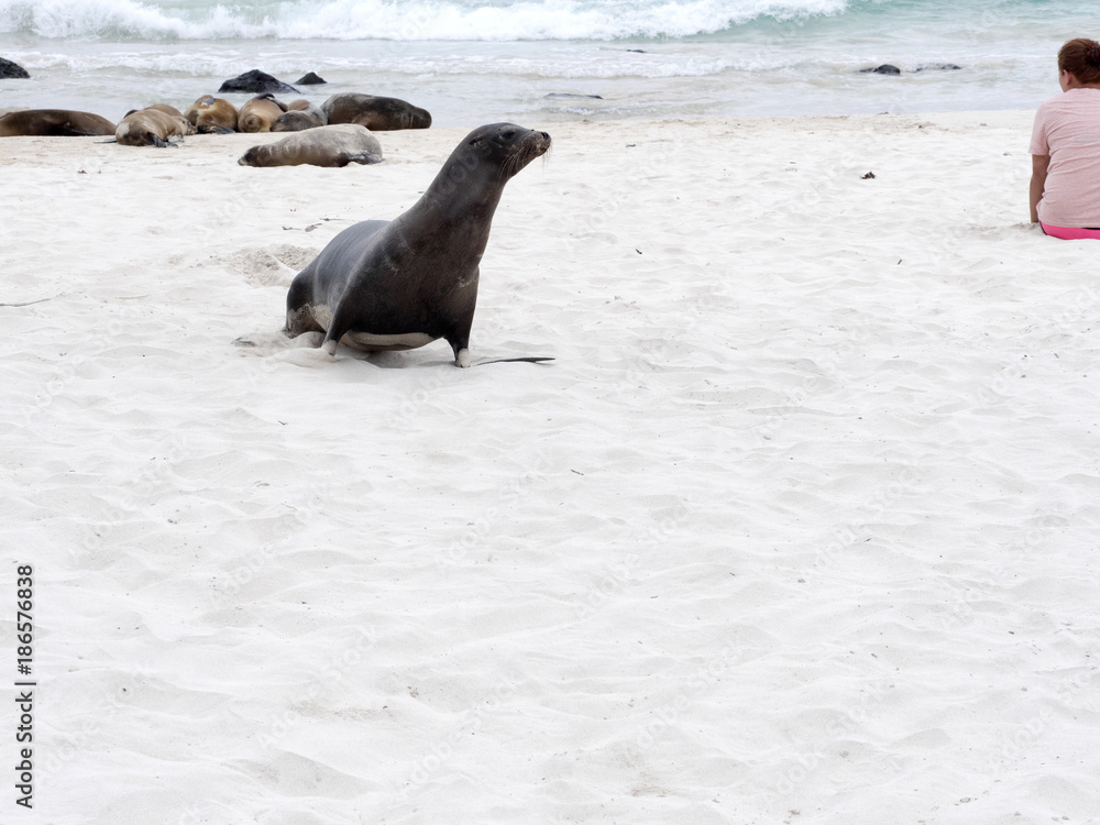 Fototapeta premium Male Sea Lion, Zalophus californianus wollebaeki, watch his harem, San Cristobal, Galapagos, Ecuador