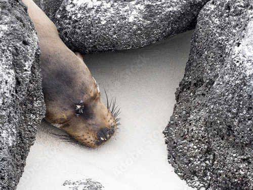 Portrait of Sea Lion, Zalophus californianus wollebaeki, on the beach, San Cristobal, Galapagos, Ecuador