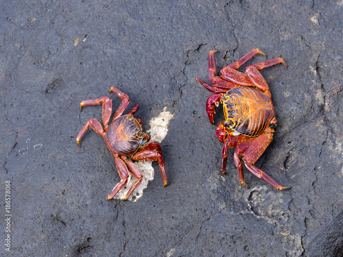The red rock crab, Grapsus grapsus, is very abundant in the galapagos. San Cristobal, Galapagos, Ecuador