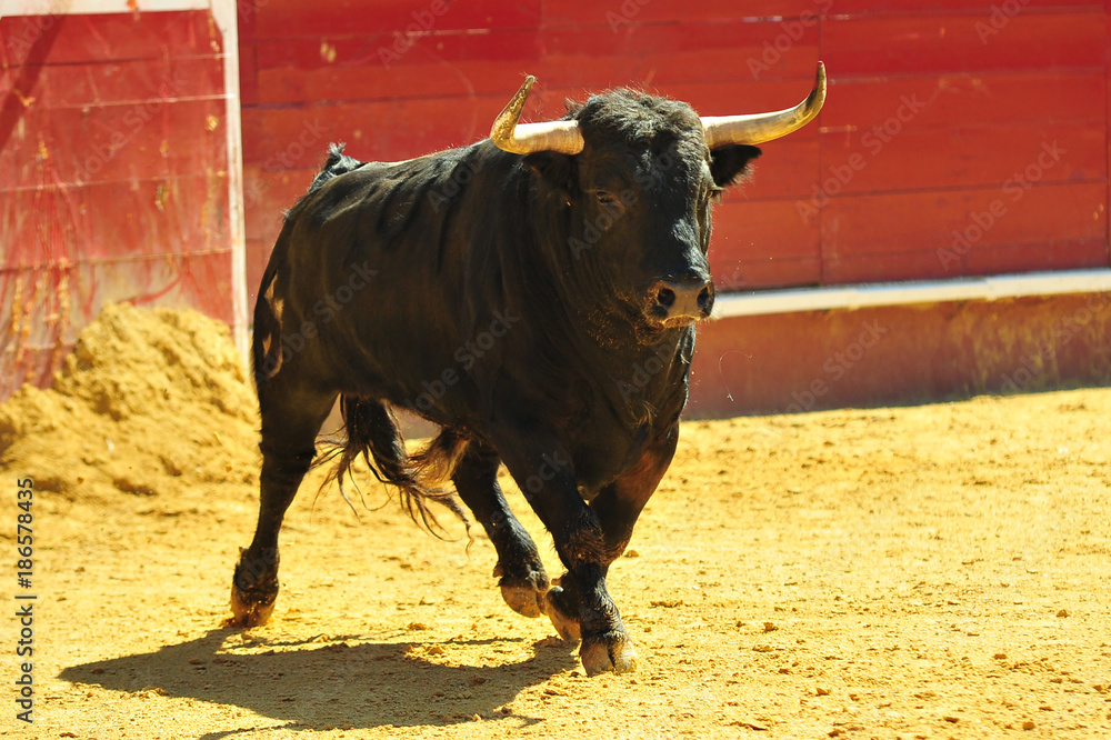 bull in spain