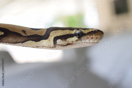 Close up of ball python