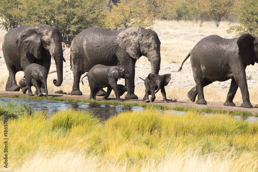 Obraz premium Elephants in Etosha National Park, Namibia