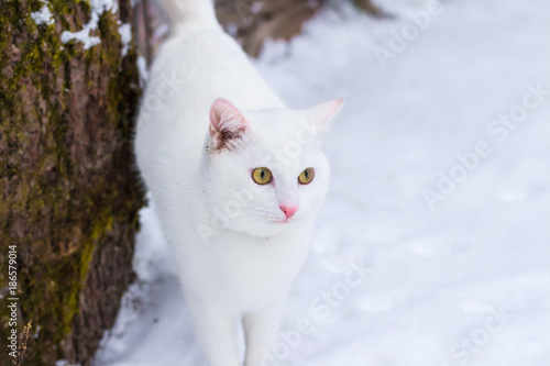 Beautiful white cat cat with bright yellow eyes on snow background