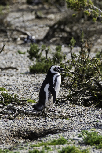 Magellanic Penguin