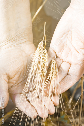 The vertical view of old woman hands with spikelets