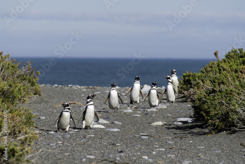 Magellanic Penguin