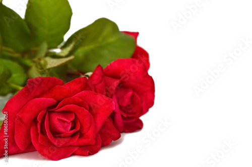 Mothers Day flowers. Red roses isolated on white background