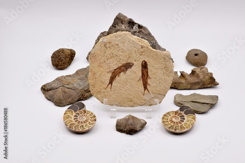 Fossils and Gemstones Arranged on a Seamless White Background