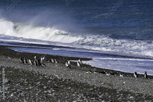 Magellanic Penguin