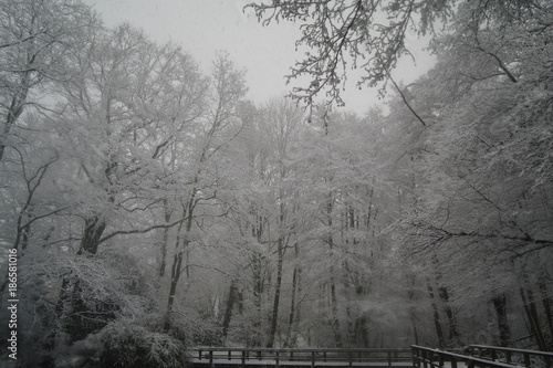 Schneelandschaft