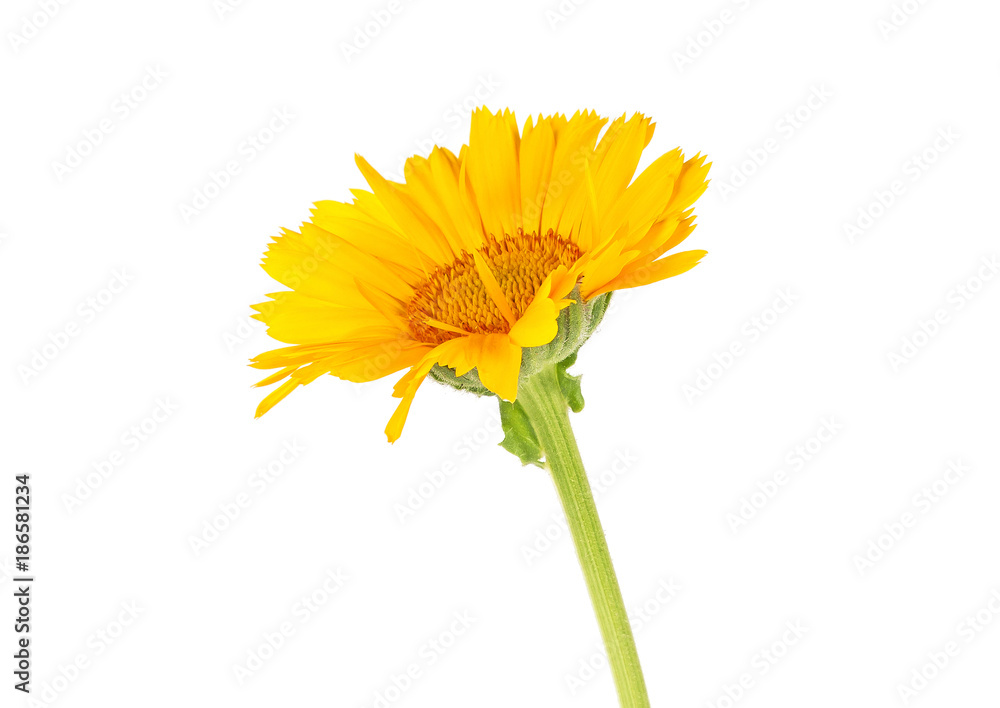 Naklejka premium Calendula flower on white background