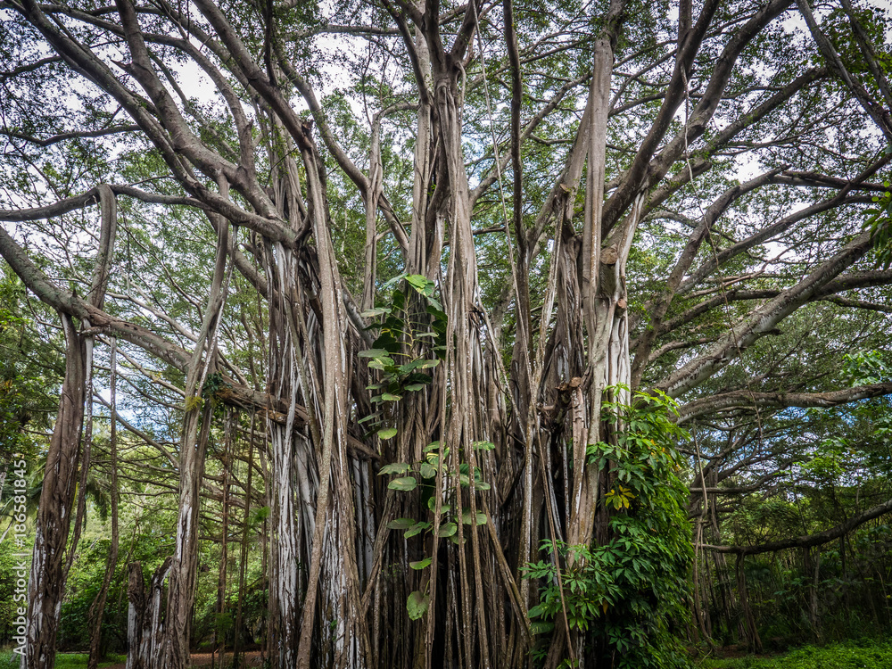 Fototapeta premium Oahu Banyan Tree at Kawela Bay