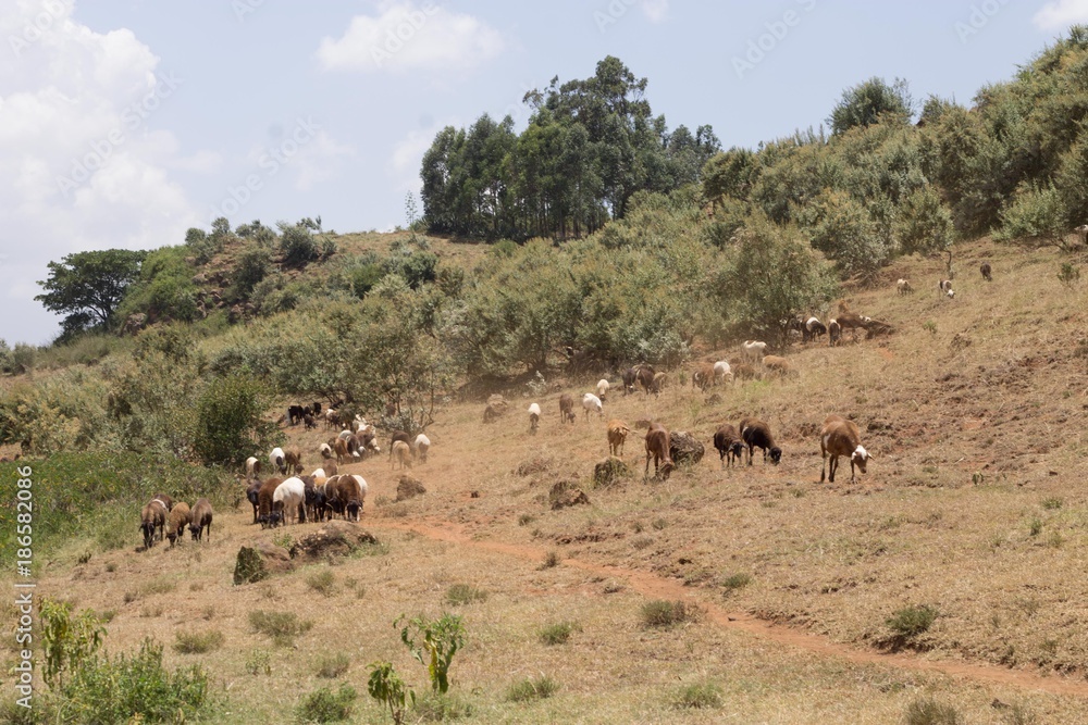 Herd of goats on hillside