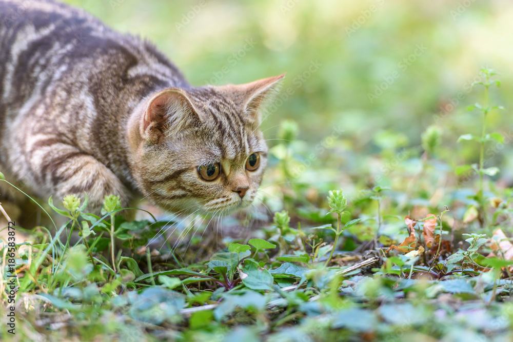 Brown Scottish Straight Cat