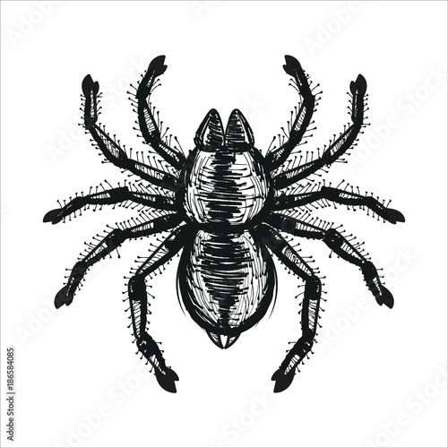 spider tarantula vector color drawing