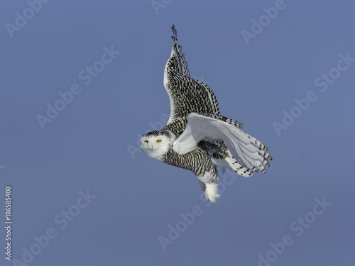 Snowy Owl Female  in Flight on Blue Sky