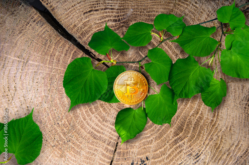 bitcoin on  wood with green liaf photo