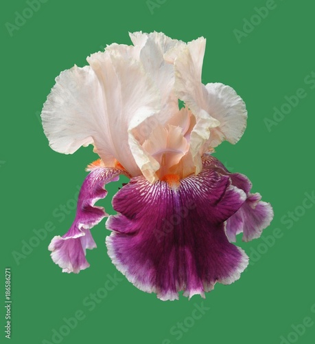 iris flower