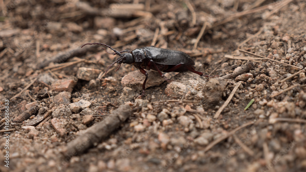 Beetle Beetle