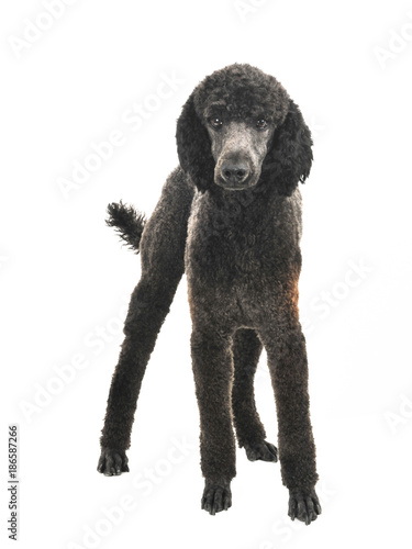 Black Poodle Dog