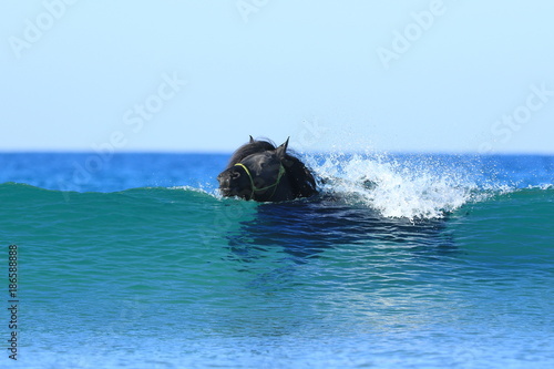 Fotografie Friese schwimmt im Meer
