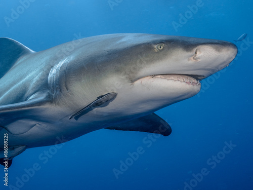 Shark Up Close