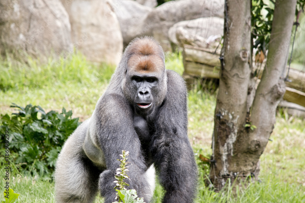 silver back gorilla