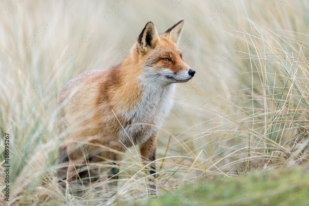 Red Fox in winter habitat Red Fox in winter habitat