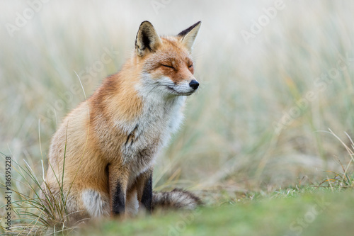 Red Fox in winter habitat © Wim