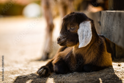 Little goat