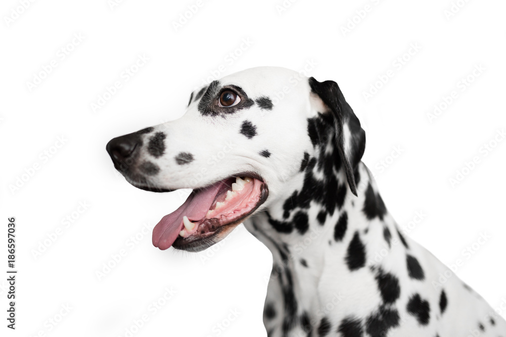 Dalmatian dog portrait in profile. Isolated on white background