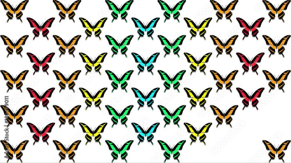 animation of multicolored butterflies on a white background animation of multicolored butterflies on a white background