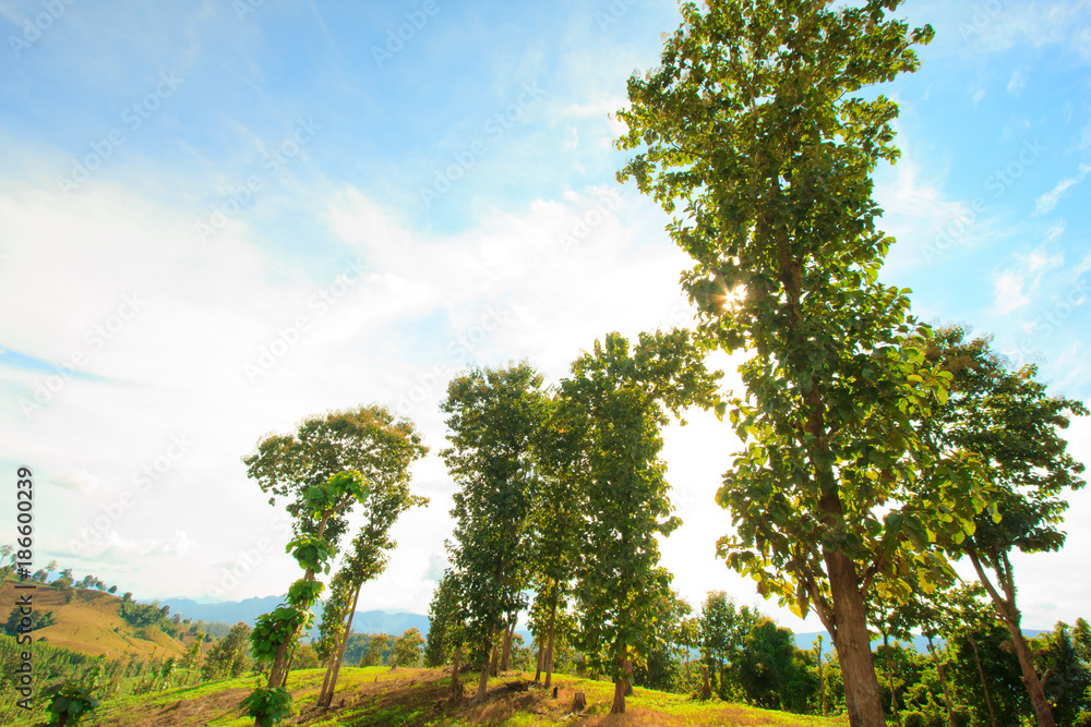 Mountain and green tree view,Mountain with gold teak Mountain and green tree view,Mountain with gold teak