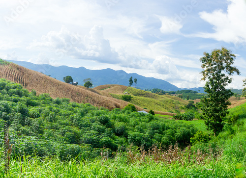 Corn field on the mountain