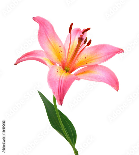 Fototapeta Naklejka Na Ścianę i Meble -  Pink lily on a white background .